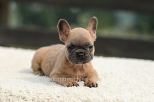 Image of Indy - Lilac Fawn, a French Bulldog puppy