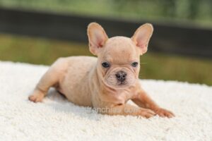 Image of Iron - Fawn Merle, a French Bulldog puppy