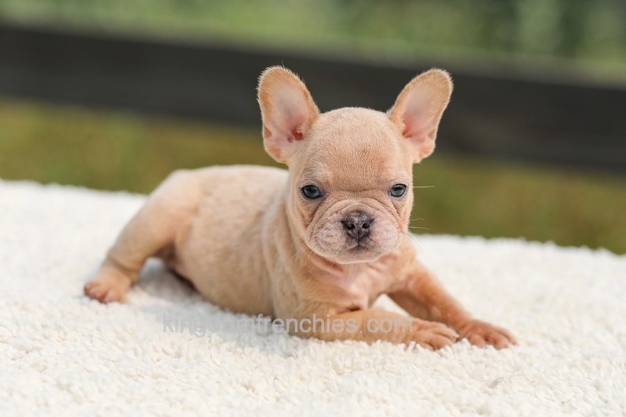 Iron - Fawn Merle Image of Iron - Fawn Merle, a French Bulldog puppy