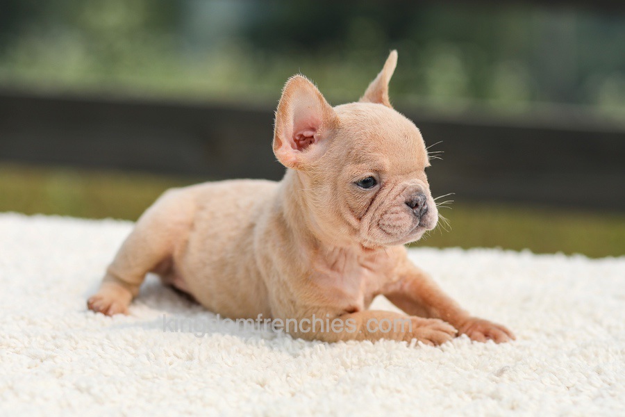 Iron - Fawn Merle Image of Iron - Fawn Merle, a French Bulldog puppy