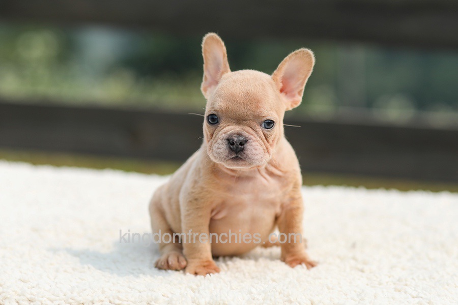 Iron - Fawn Merle Image of Iron - Fawn Merle, a French Bulldog puppy