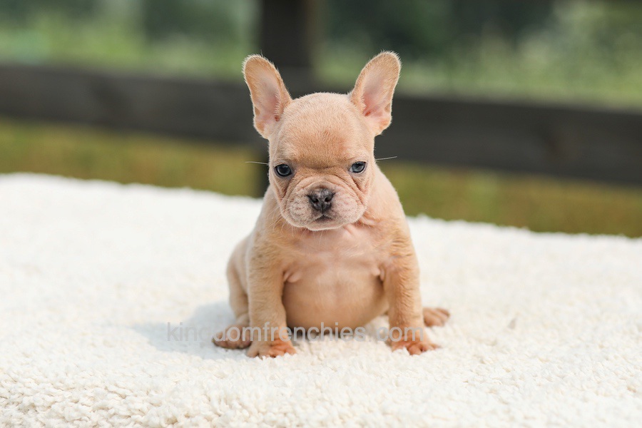 Iron - Fawn Merle Image of Iron - Fawn Merle, a French Bulldog puppy