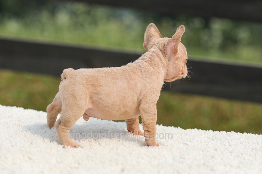 Iron - Fawn Merle Image of Iron - Fawn Merle, a French Bulldog puppy