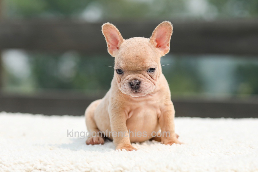 Iron - Fawn Merle Image of Iron - Fawn Merle, a French Bulldog puppy