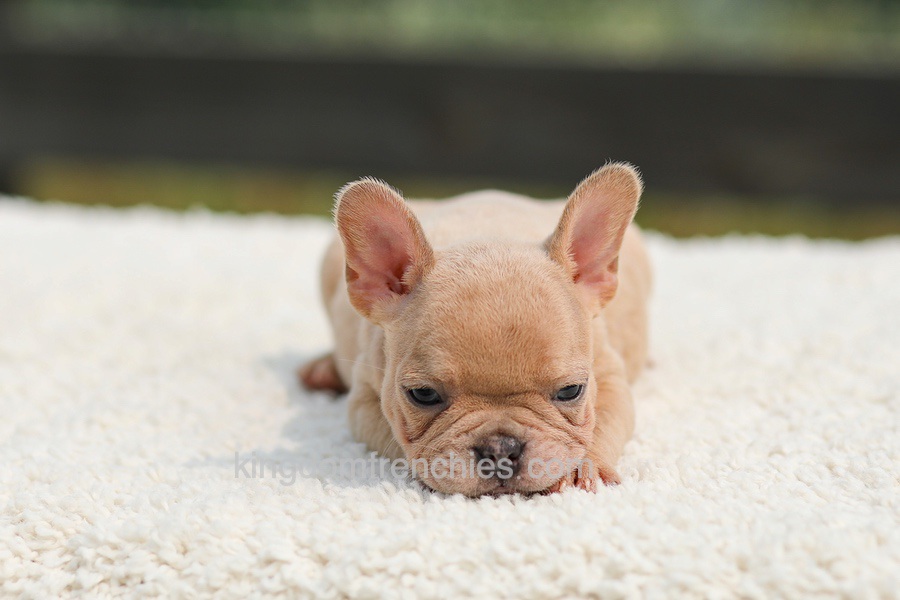 Iron - Fawn Merle Image of Iron - Fawn Merle, a French Bulldog puppy