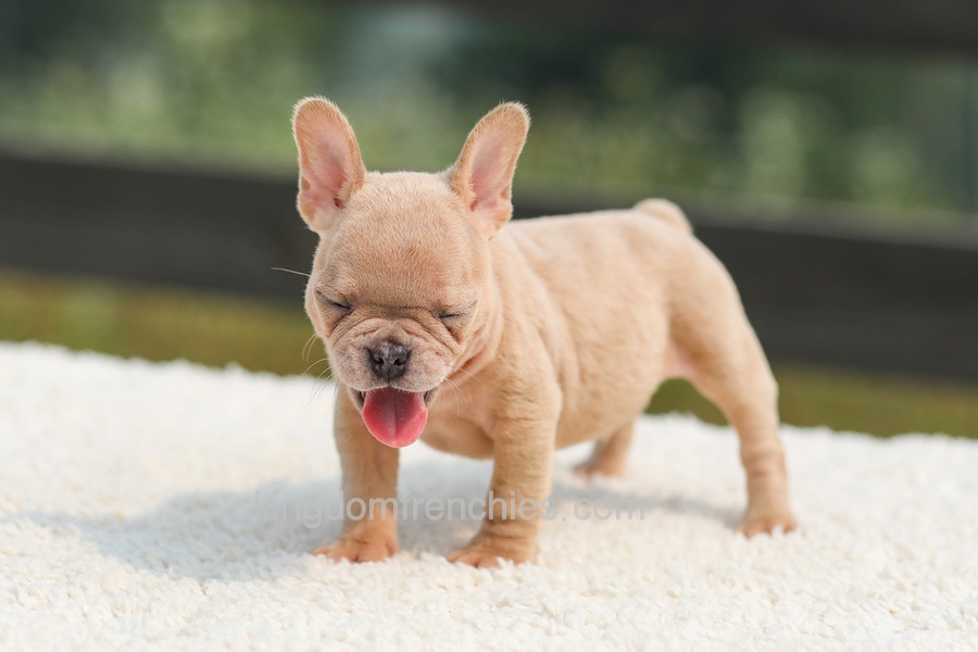 Iron - Fawn Merle Image of Iron - Fawn Merle, a French Bulldog puppy