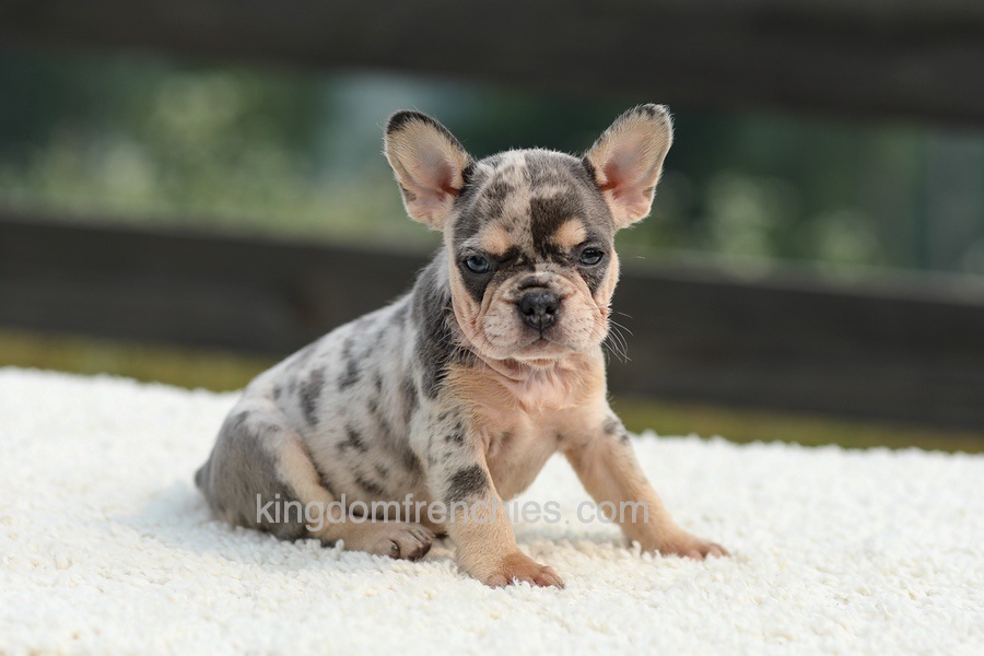 Issy - Blue & Tan Merle Image of Issy - Blue & Tan Merle, a French Bulldog puppy