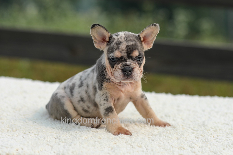 Issy - Blue & Tan Merle Image of Issy - Blue & Tan Merle, a French Bulldog puppy