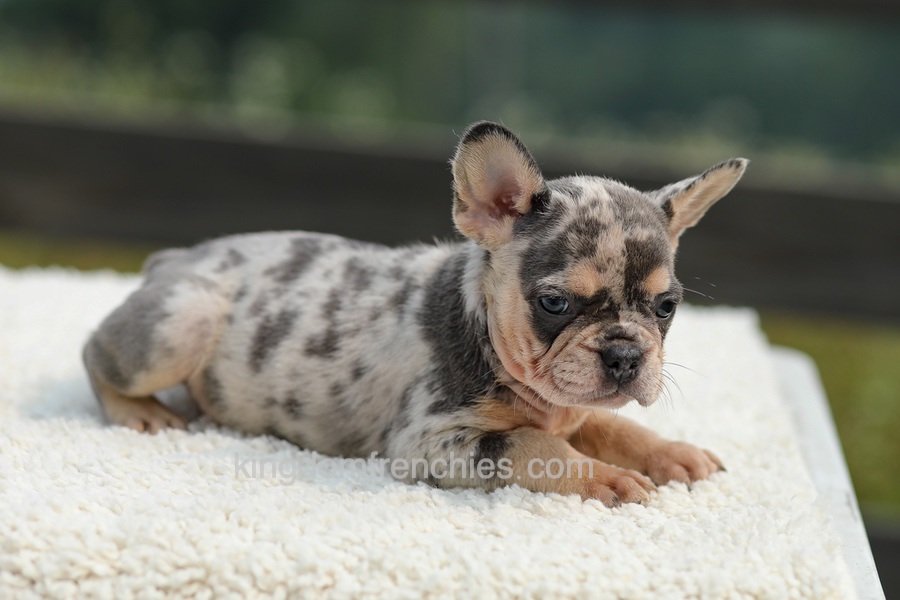 Issy - Blue & Tan Merle Image of Issy - Blue & Tan Merle, a French Bulldog puppy