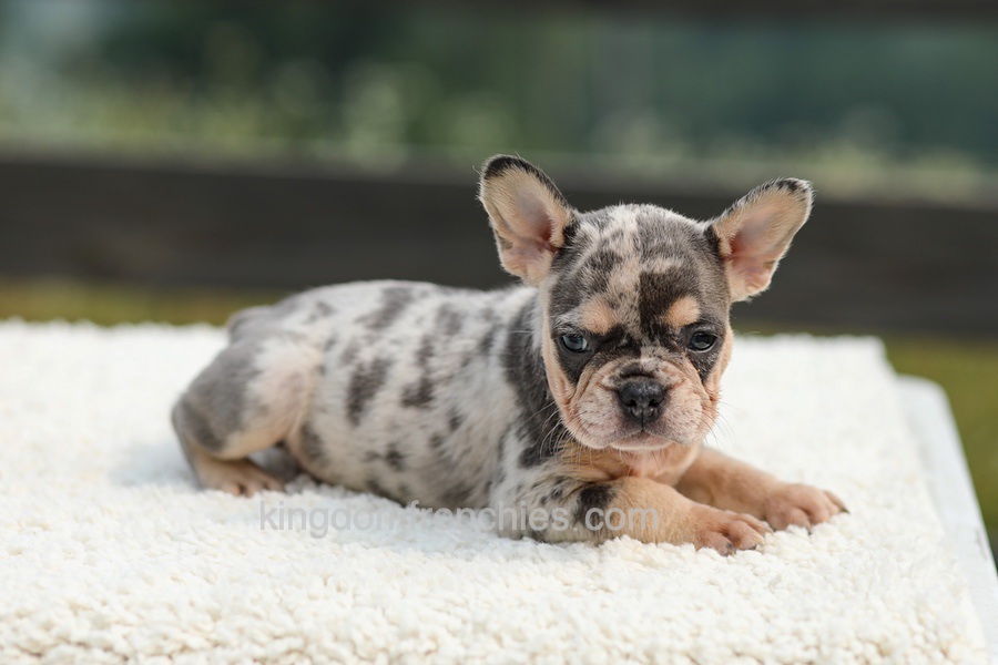 Issy - Blue & Tan Merle Image of Issy - Blue & Tan Merle, a French Bulldog puppy