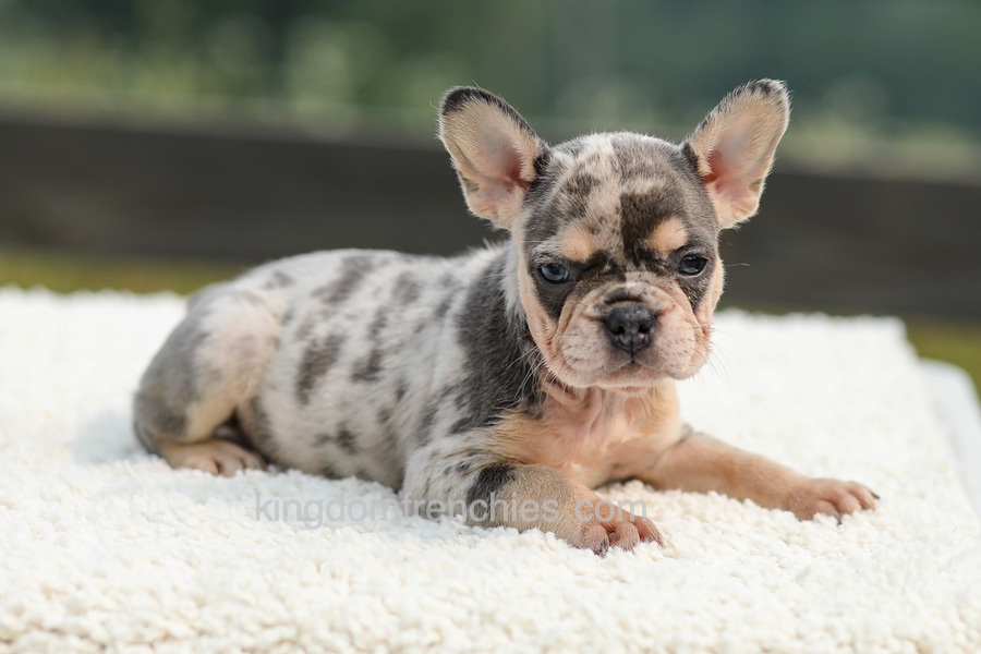 Issy - Blue & Tan Merle Image of Issy - Blue & Tan Merle, a French Bulldog puppy