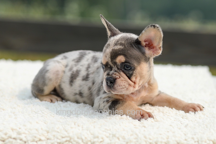 Issy - Blue & Tan Merle Image of Issy - Blue & Tan Merle, a French Bulldog puppy
