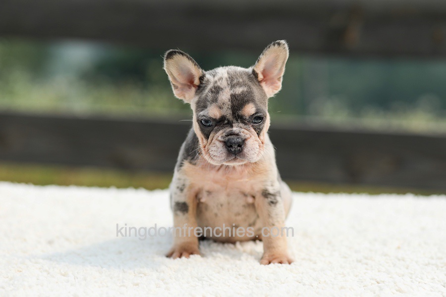 Issy - Blue & Tan Merle Image of Issy - Blue & Tan Merle, a French Bulldog puppy