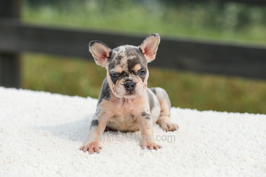 Issy - Blue & Tan Merle Image of Issy - Blue & Tan Merle, a French Bulldog puppy