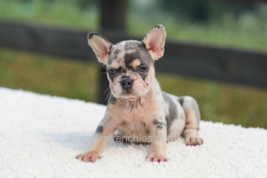 Issy - Blue & Tan Merle Image of Issy - Blue & Tan Merle, a French Bulldog puppy