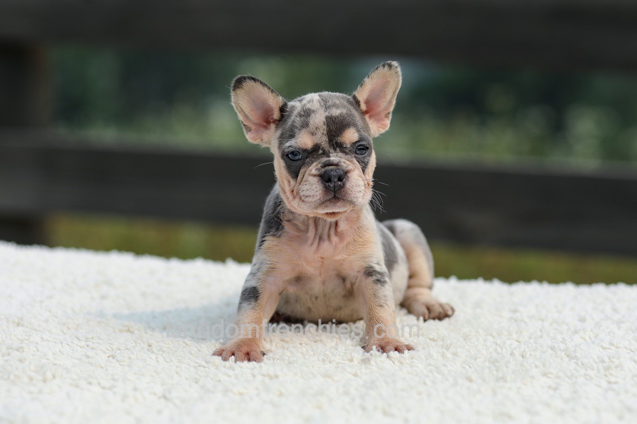 Issy - Blue & Tan Merle Image of Issy - Blue & Tan Merle, a French Bulldog puppy