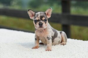 Image of Issy - Blue & Tan Merle, a French Bulldog puppy
