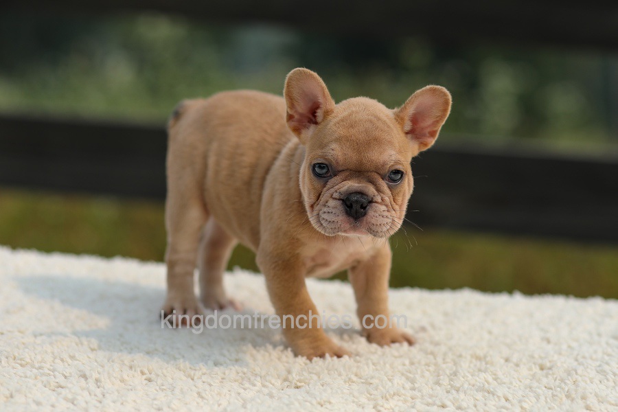 Ivanka - Lilac & Tan Image of Ivanka - Lilac & Tan, a French Bulldog puppy