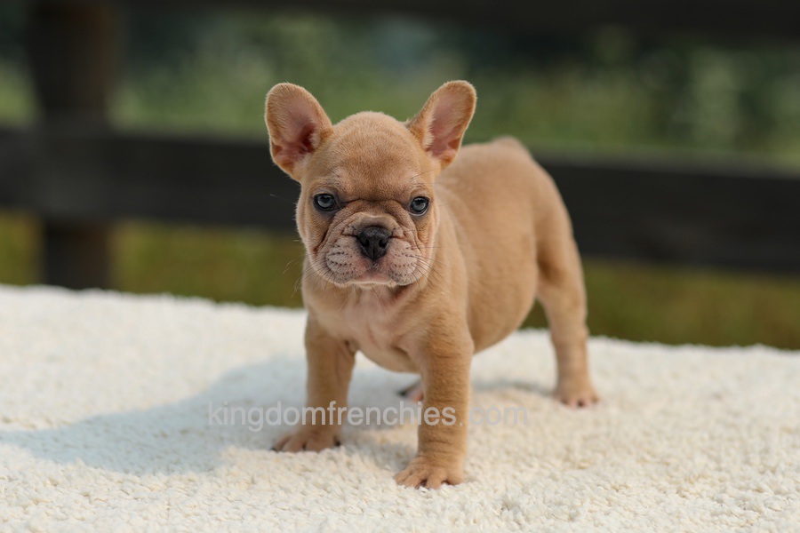 Ivanka - Lilac & Tan Image of Ivanka - Lilac & Tan, a French Bulldog puppy