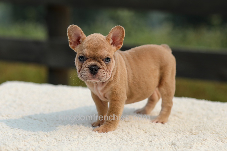 Ivanka - Lilac & Tan Image of Ivanka - Lilac & Tan, a French Bulldog puppy