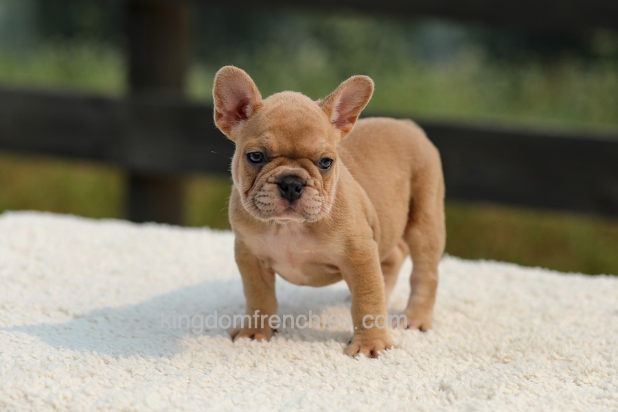 Ivanka - Lilac & Tan Image of Ivanka - Lilac & Tan, a French Bulldog puppy