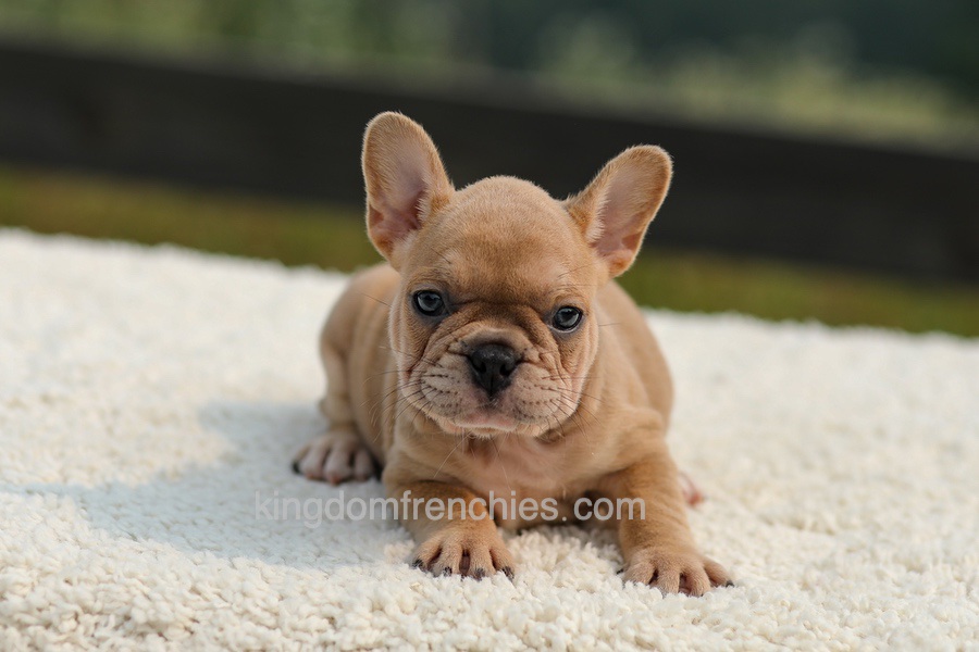 Ivanka - Lilac & Tan Image of Ivanka - Lilac & Tan, a French Bulldog puppy