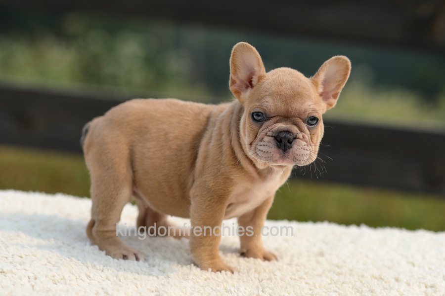 Ivanka - Lilac & Tan Image of Ivanka - Lilac & Tan, a French Bulldog puppy