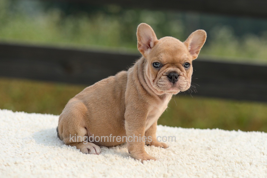 Ivanka - Lilac & Tan Image of Ivanka - Lilac & Tan, a French Bulldog puppy