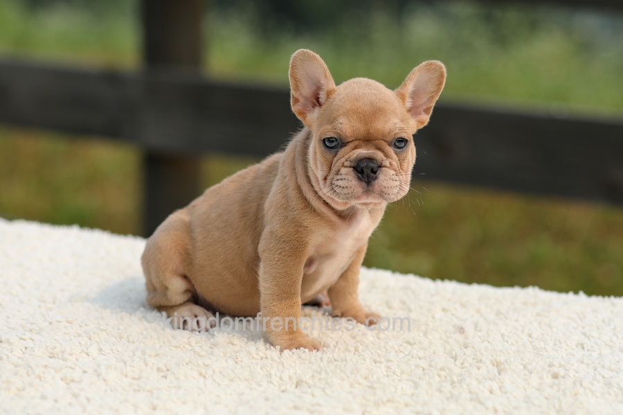 Ivanka - Lilac & Tan Image of Ivanka - Lilac & Tan, a French Bulldog puppy
