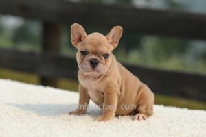 Image of Ivanka - Lilac & Tan, a French Bulldog puppy