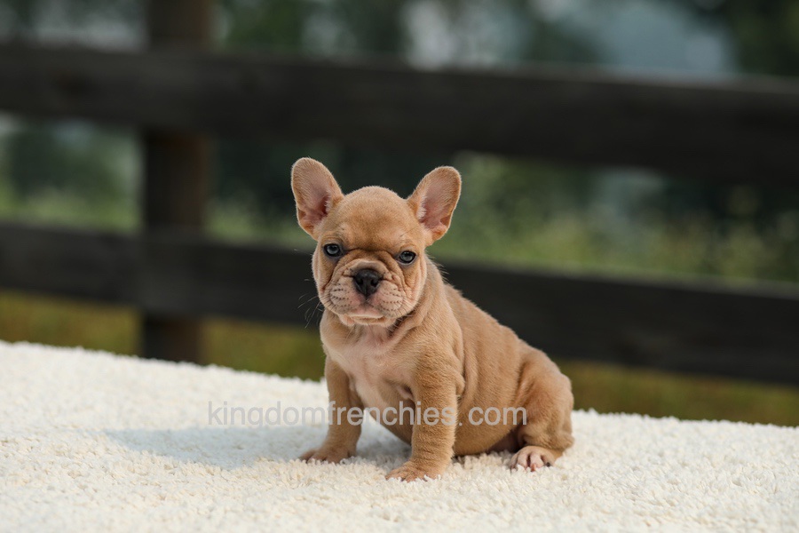 Ivanka - Lilac & Tan Image of Ivanka - Lilac & Tan, a French Bulldog puppy
