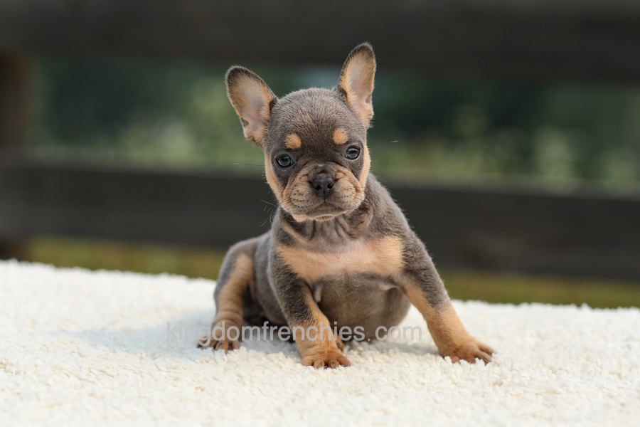 Ivy - Blue & Tan Image of Ivy - Blue & Tan, a French Bulldog puppy