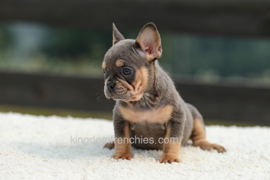 Ivy - Blue & Tan Image of Ivy - Blue & Tan, a French Bulldog puppy