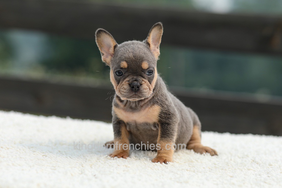 Ivy - Blue & Tan Image of Ivy - Blue & Tan, a French Bulldog puppy