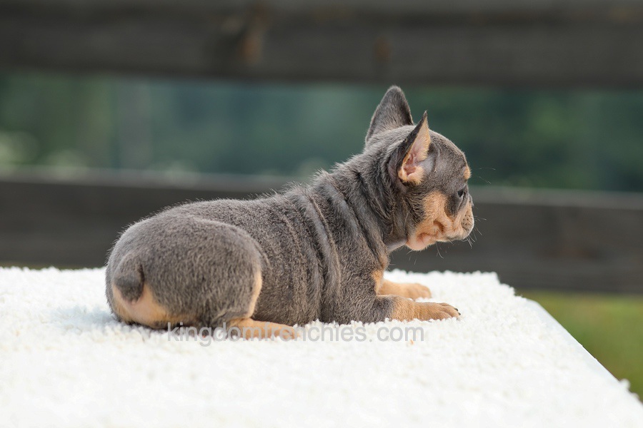 Ivy - Blue & Tan Image of Ivy - Blue & Tan, a French Bulldog puppy