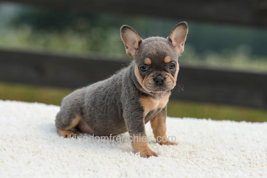 Ivy - Blue & Tan Image of Ivy - Blue & Tan, a French Bulldog puppy