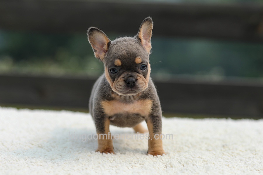Ivy - Blue & Tan Image of Ivy - Blue & Tan, a French Bulldog puppy