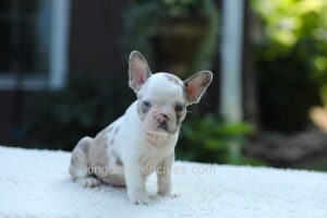 Image of Jude - Pied Merle, a French Bulldog puppy