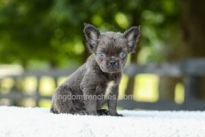 Image of Kate - Blue, a French Bulldog puppy