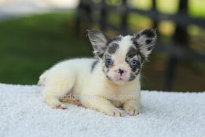 Image of Kelly - Koi, a French Bulldog puppy