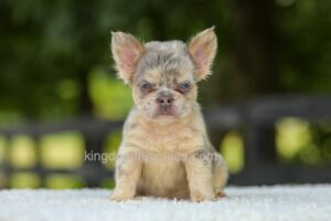 Image of Lacy - Blue Merle, a French Bulldog puppy