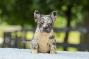 Image of Lisa - Blue Merle, a French Bulldog puppy