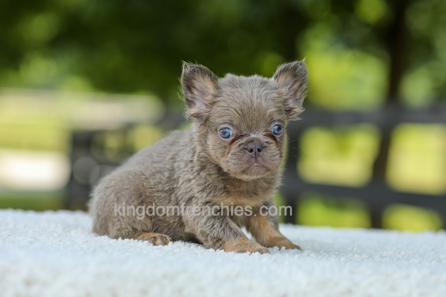 Lucy - Blue & Tan Image of Lucy - Blue & Tan, a French Bulldog puppy
