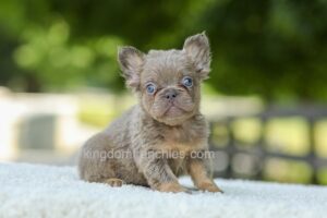 Image of Lucy - Blue & Tan, a French Bulldog puppy