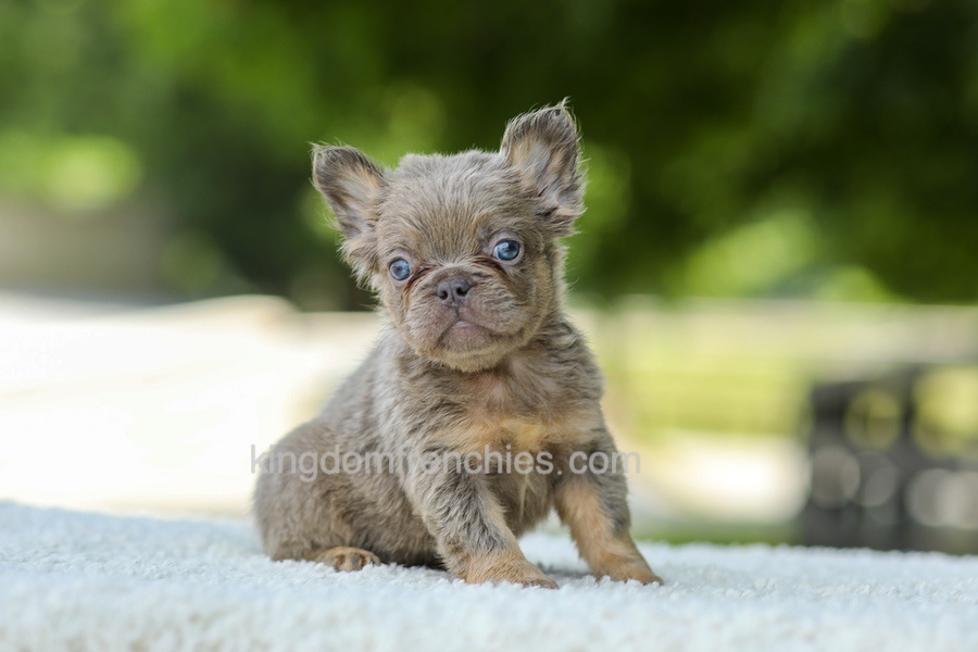 Lucy - Blue & Tan Image of Lucy - Blue & Tan, a French Bulldog puppy