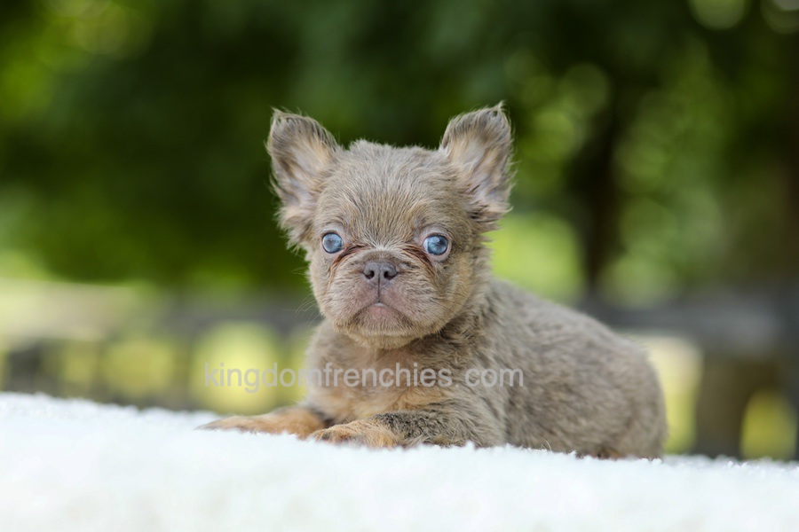 Lucy - Blue & Tan Image of Lucy - Blue & Tan, a French Bulldog puppy