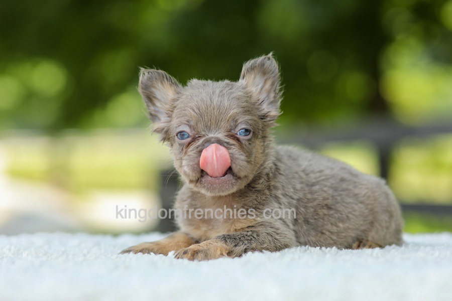 Lucy - Blue & Tan Image of Lucy - Blue & Tan, a French Bulldog puppy