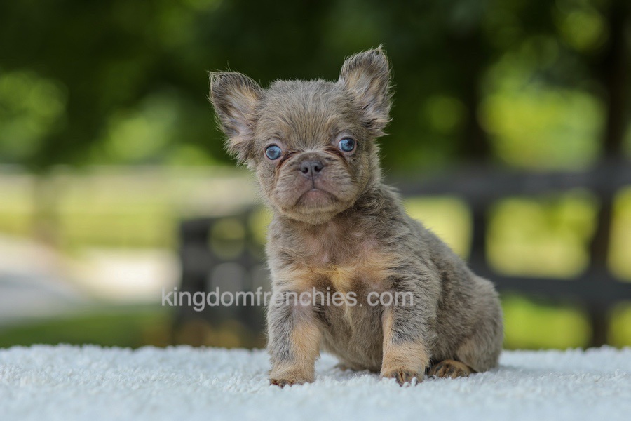 Lucy - Blue & Tan Image of Lucy - Blue & Tan, a French Bulldog puppy