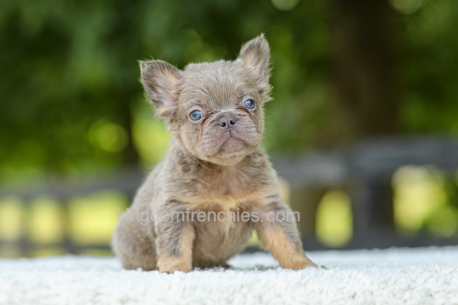 Lucy - Blue & Tan Image of Lucy - Blue & Tan, a French Bulldog puppy