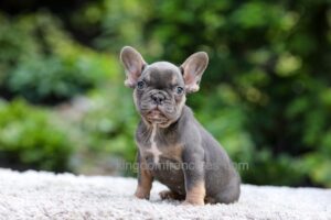 Image of Elsa - Blue & Tan, a French Bulldog puppy